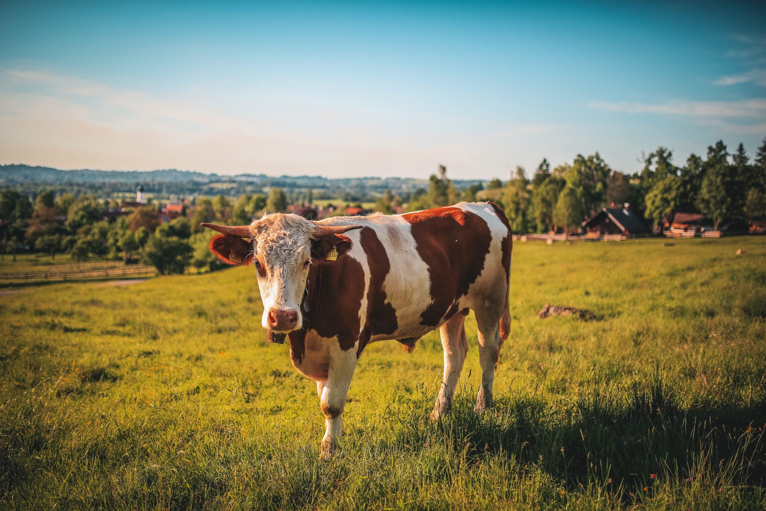 Skup żywca wołowego ceny — jak uzyskać wysokie ceny skupu byków