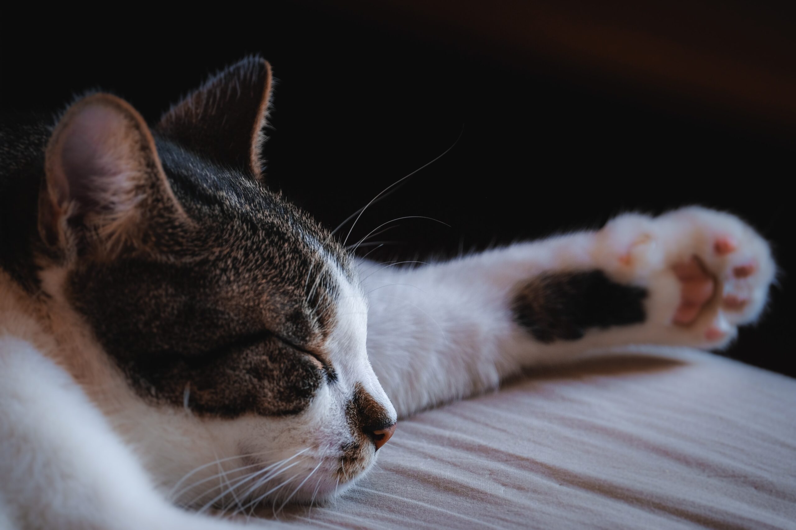 Karma pełnoporcjowa dla kota – kompleksowa dieta dla Twojego pupila