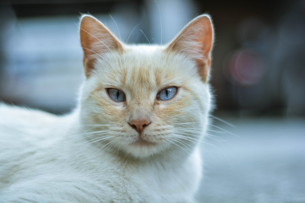 Karma dla kotów sterylizowanych – adaptacja diety do zmienionych potrzeb