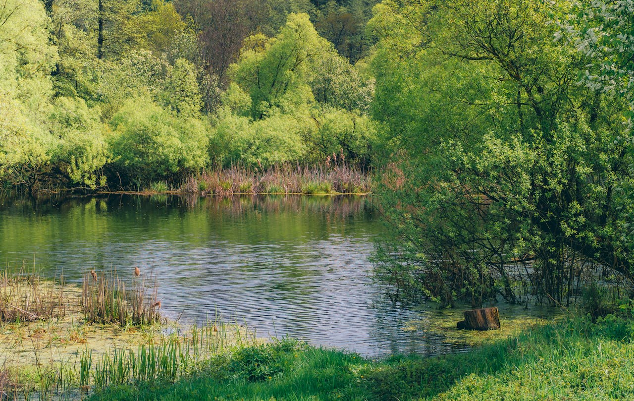 Pilarka teleskopowa STIHL – wygodne przycinanie nawet najwyższych gałęzi